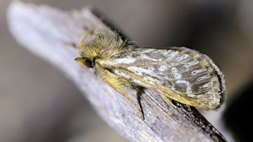 Wallpaper thumb: Ghost Moth (Fraus polyspila)